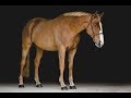 Dancing||equestrian chill edit||