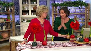 Cottage Farms 1-piece Wax-Dipped Amaryllis Bulb on QVC