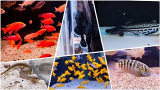 Nols Akvariehobby, fredagsklipp V. 20, 2024 - frysfoder storpack, ny fisk och erbjudanden!