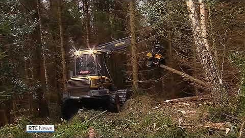 Experts warn red tape is threatening the forestry sector