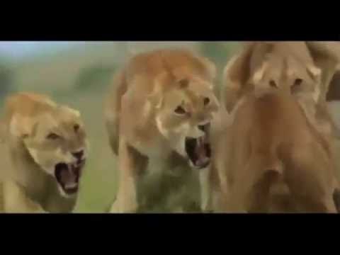 Top 10 Lions attacks