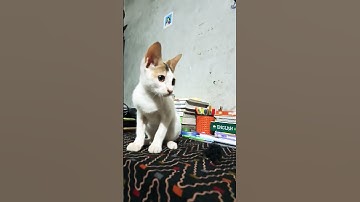 Melted by a Cute Kitten Today! 😍🐾 #cat #kitten #funnycat #funnyanimal #shots #catvideos