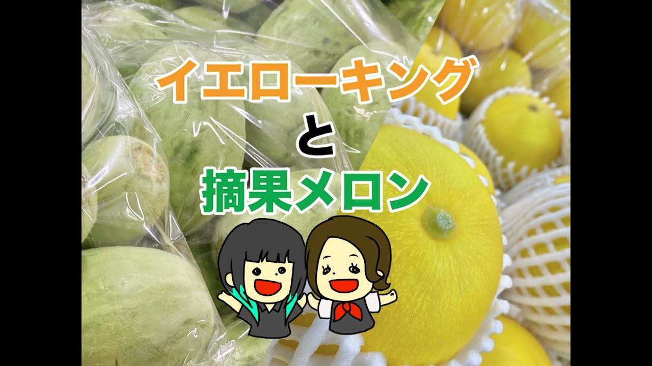 イエローキングと摘果メロン めっくんちゃんねる Youtube
