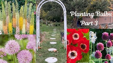 Planting Bulbs in Late Fall for Spring Blooms| BULB HAUL