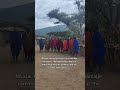 Maasai Maasaitribe Africantribe Africatravel Travelafrica Shorts Tanzaniatravel Tanzania Maasai Maasaitribe Africantribe Africatravel Travelafrica Shorts Tanzaniatravel Tanzania