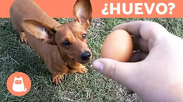 ¿Pueden los perros vivir sólo de huevos?