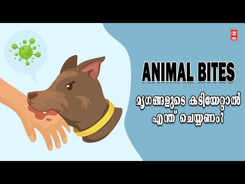 ANIMAL BITES l #health #doctor #interview