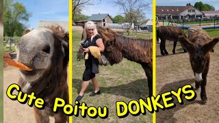 Poitou Donkeys ask for Food 🐴