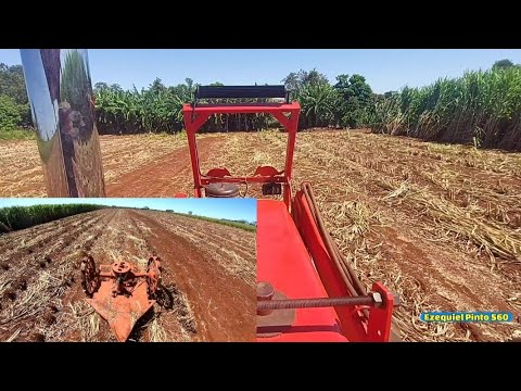 Roçando os cotocos do BRS Capiaçu após silagem