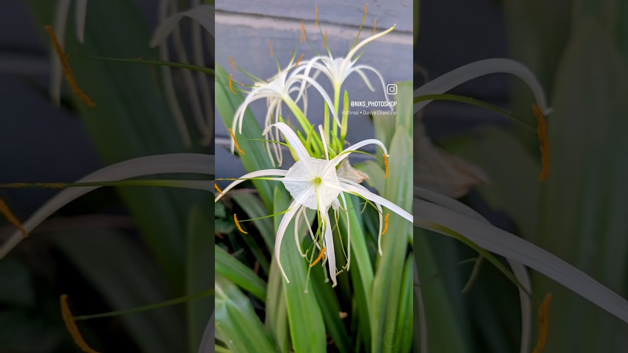 Exotic blooms! Where will you find these? 