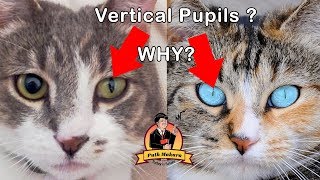 Why Cat Eyes are Slits and Vertical