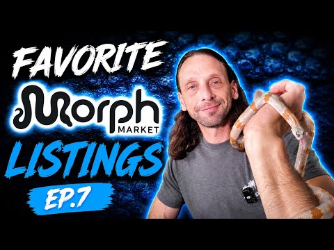 Favorite Morph Market Listings Ep 7