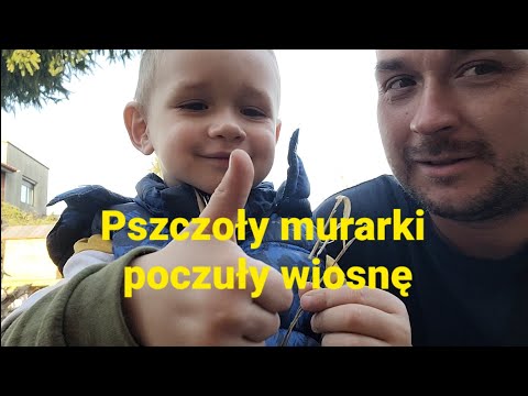 562#. Pszczoły murarki poczuły wiosnę.