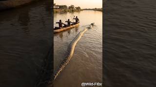 25-Meter Giant Python vs. Brave Hunters! 😱 巨蟒 | अजगर #wildlife