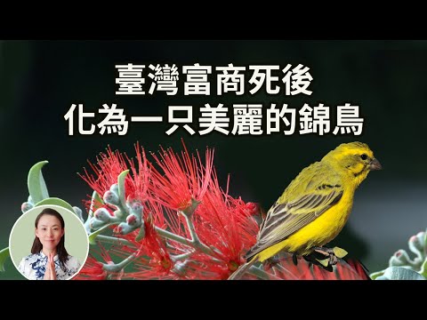 臺灣富商死後，化為一只美麗的錦鳥，去世的第七天「頭七」，回家來給家人和朋友示現，輪回路險，人身難得，三途易入啊！慎之慎之！