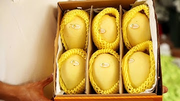 Nông Nghiệp Sạch số 115 – Xoài cát chu