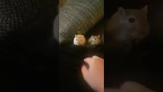 Wüsten Rennmaus