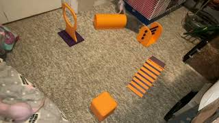 My smart pet rat Cinnamon doing a fun new agility course!