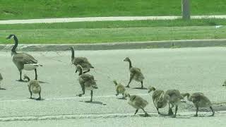 Canada geese and goslings, Waterloo, Ontario