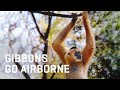 WHITE-CHEEKED GIBBONS: Nature's Parqkore Experts