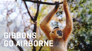 WHITE-CHEEKED GIBBONS: Natures Parqkore Experts