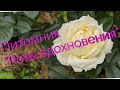 Розы из питомника "Розы вдохновения " Осенняя посадка 2019г.
