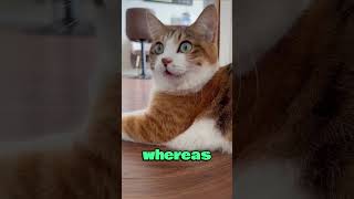 Download Lagu Male Cat or Female Cat? Whom to Choose!! 🐱 MP3