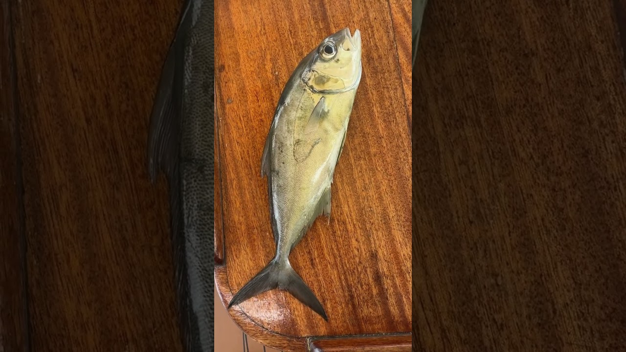 Янтарный Джек Поймали в Атлантическом океане 