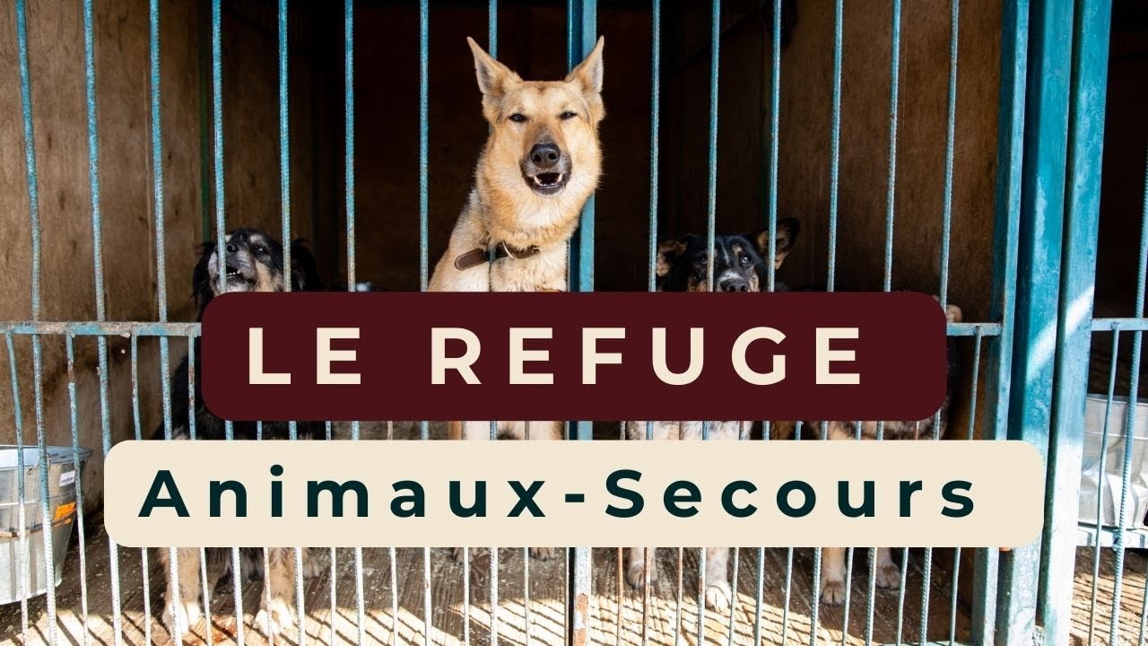 Immersion dans un refuge de Haute-Savoie