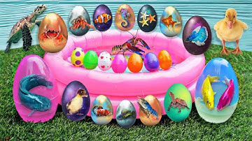 Verzameling van prachtige video