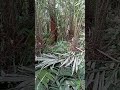 bersih2 kebun salak