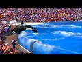 Ein Orca sprang extrem hoch heraus und erschreckte seinen Ausbilder