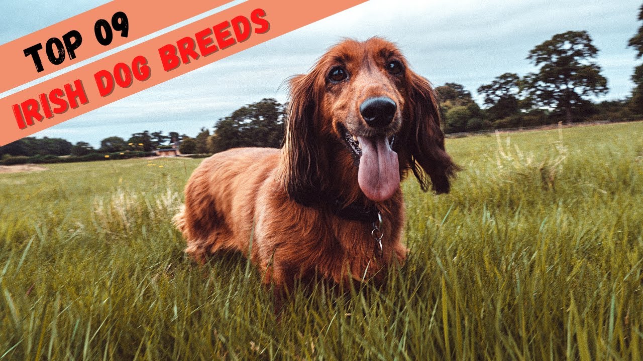TOP 9 Irish Dog Breeds Best Irish Dog Breeds Irish Dogs Breed Video