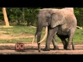 Capture de la vidéo Elefantes