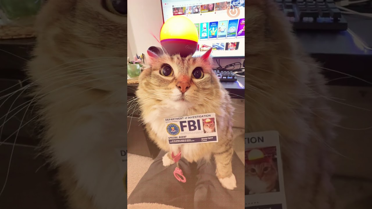 Special Agent Fluffy Reporting for Duty! (Best FBI Agent Ever?) 🕵️‍♀️😹