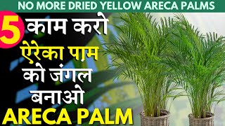 अब न सूखेगा न पीला पडेगा आपका ऐरेका पाम || AZ ARECA PALM CARE Tricks