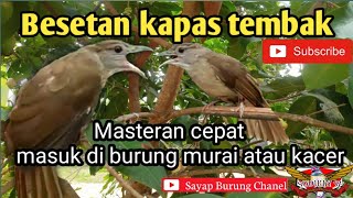 masteran suara burung kapas tembak besetan besetannya cocok  untuk burung gantangan