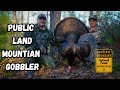 Public Land Mountian Gobbler Reads The Script! 