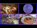 Blue Moon Ritual | Full Blue Moon Festival | Super moon Rituals | Moon Magic