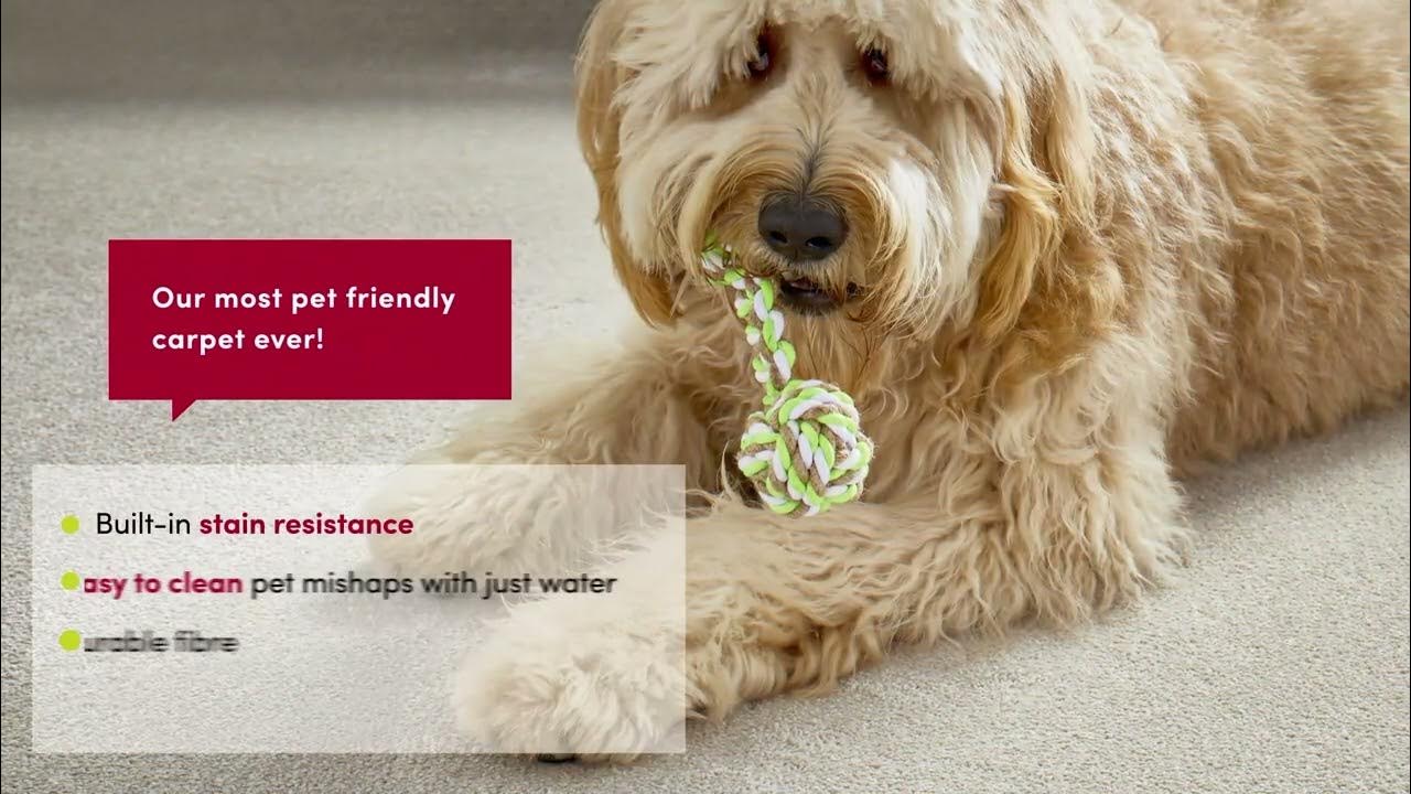 Redbook Green Pet Friendly Carpet Red List Free YouTube