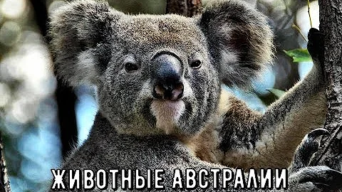 Коалы – Оригинальные Представители Живого Мира Австралии