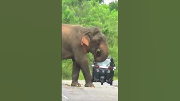 Roadblock Wild Elephant #short #shortvideo #elephant #elephantattack