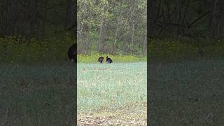 Wild Turkey Showdown: Strutting Season in Full Display #wildlife