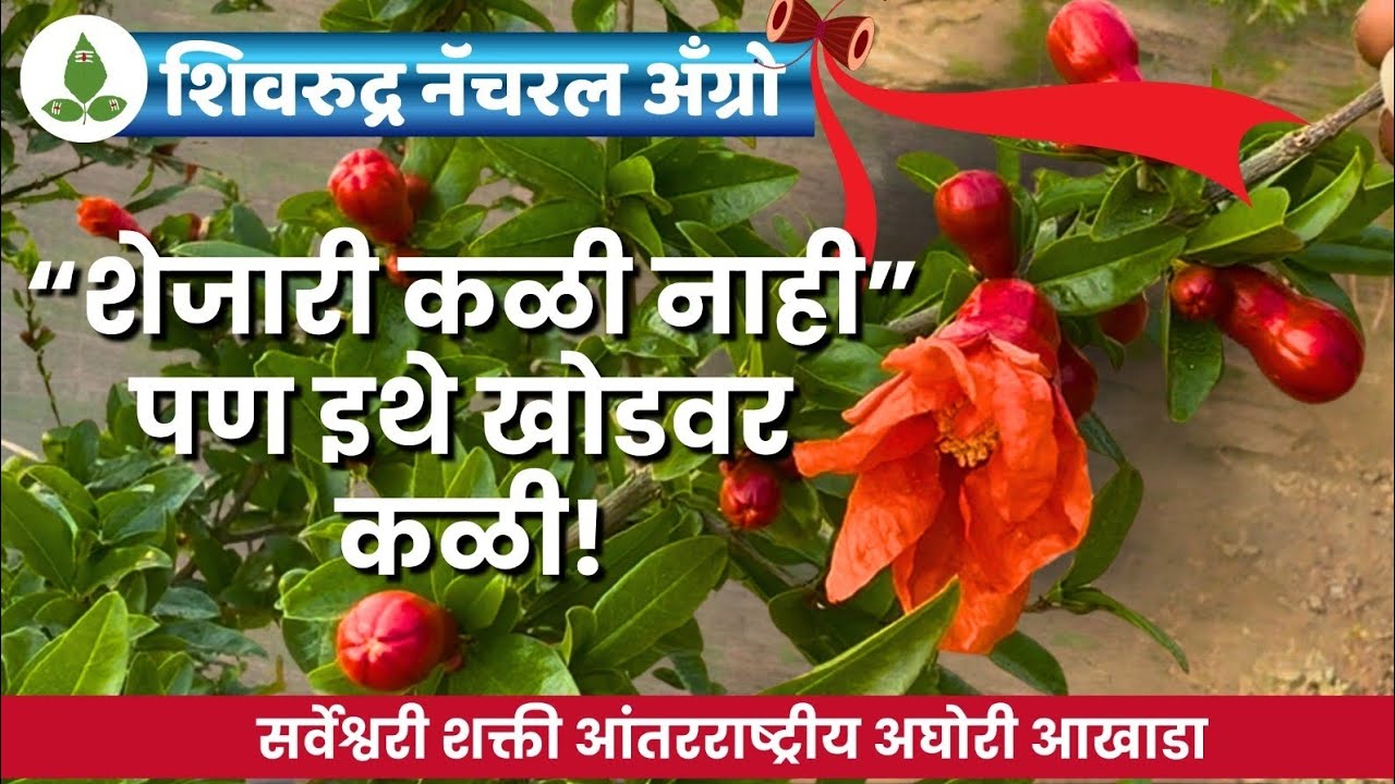शेजारी कळी नाही… इथे लाकडावर कळी! 🌿 4 डोस मध्ये कमाल | Shiv Rudra Natural Agro