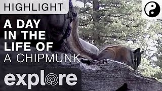 Day In a Life of a Chipmunk - Live Camera Highlight 06/15/15