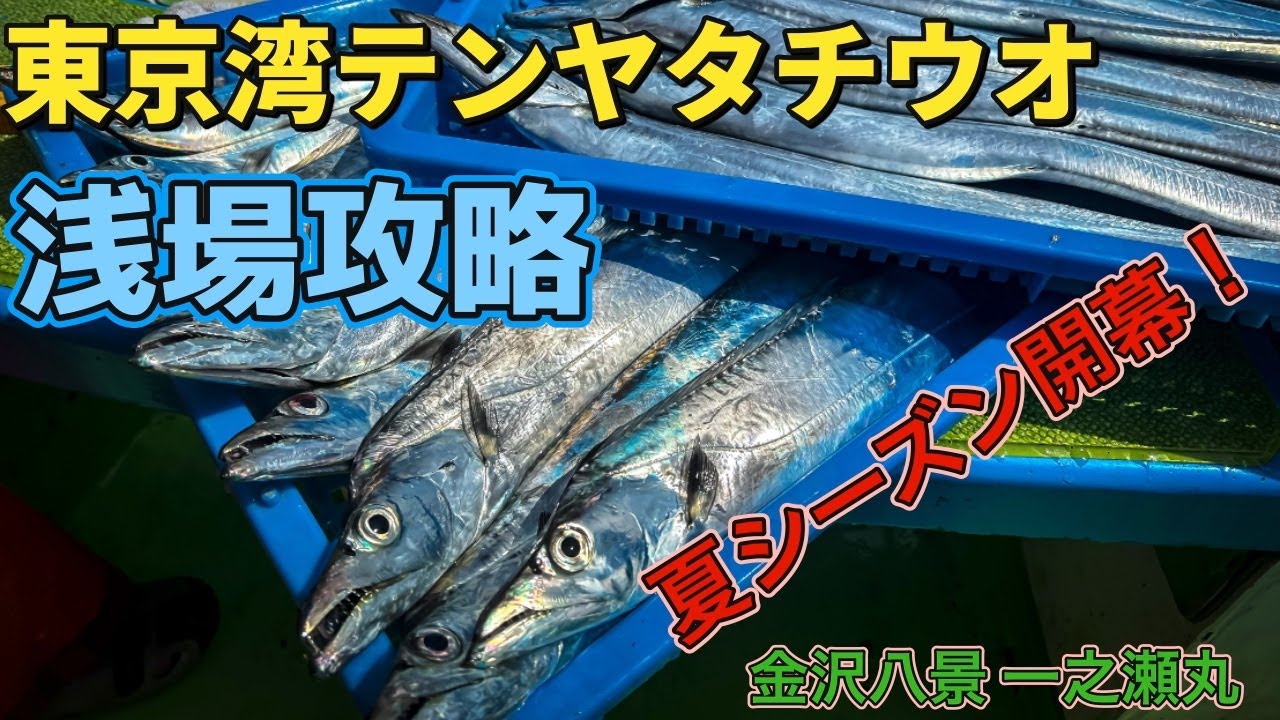 【東京湾テンヤタチウオ】浅場攻略、夏シーズン開幕【金沢八景一之瀬丸】
