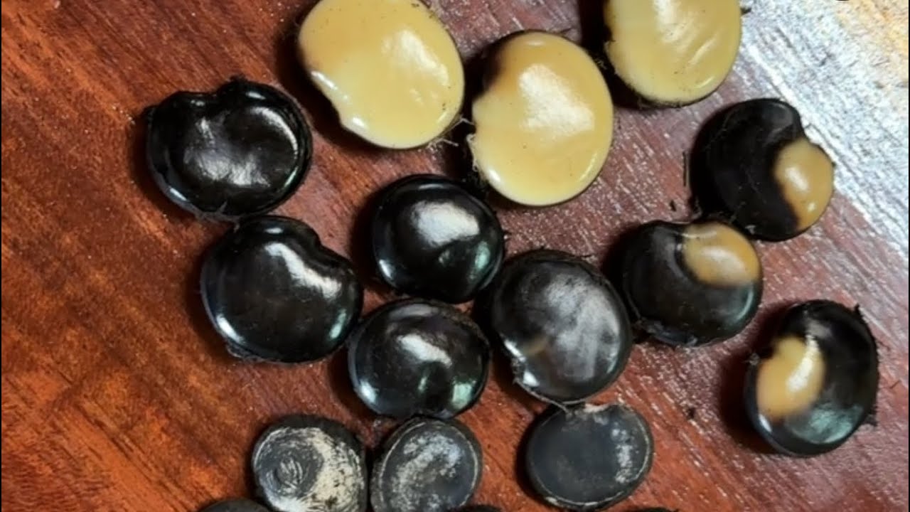 【Off grid living】 找尋傳說中的種子——血藤