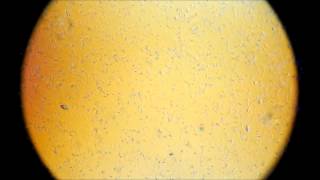 Zorrko I Jego Wewnetrzne Życie