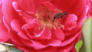 Beautiful Flowers in Bloom 🌸 | Relaxing Nature Video | Colorful Flower Garden 4K screenshot 3