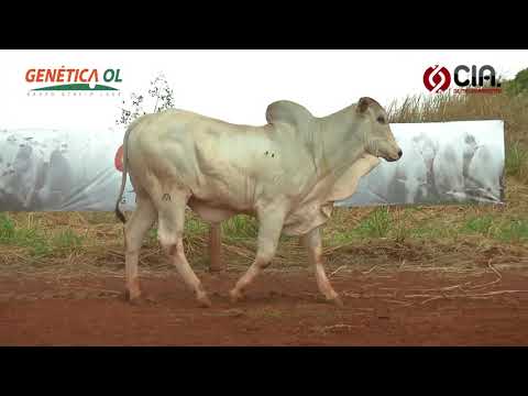 Lote 123 AVCA9972 - Bateria 24 - Leilão de Touros Genética OL - 2017